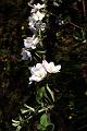 Apple Blossom Branch